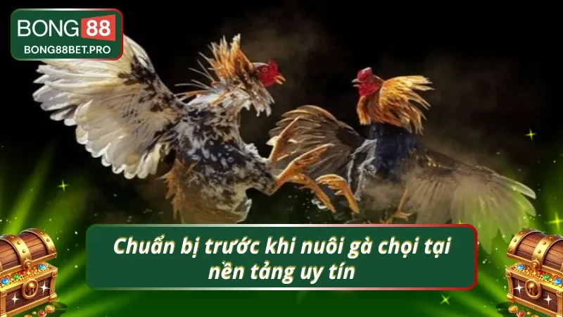 Chuẩn bị trước khi nuôi gà chọi tại nền tảng uy tín