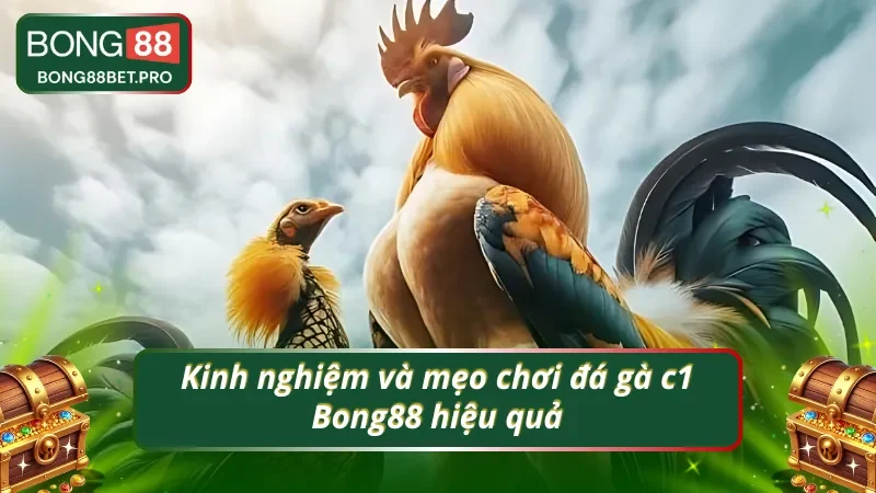 Kinh nghiệm và mẹo chơi đá gà c1 Bong88 hiệu quả