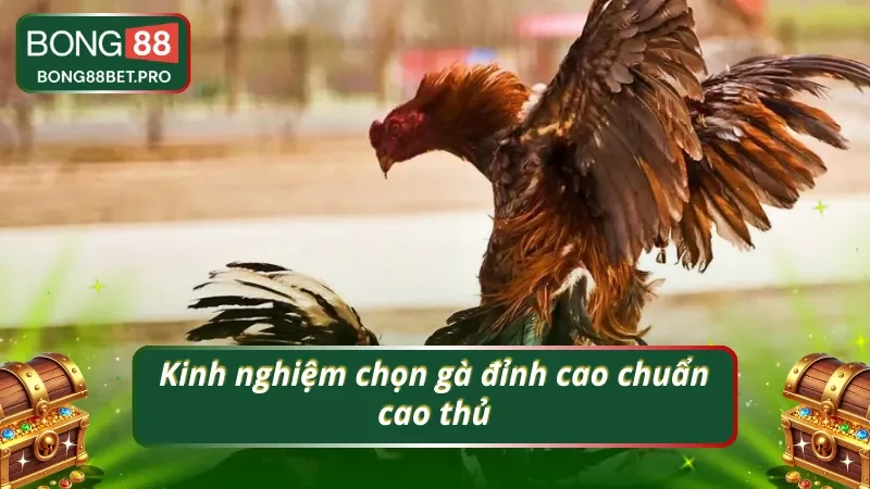 Bí quyết chọn gà hay và uy tín chuẩn cao thủ