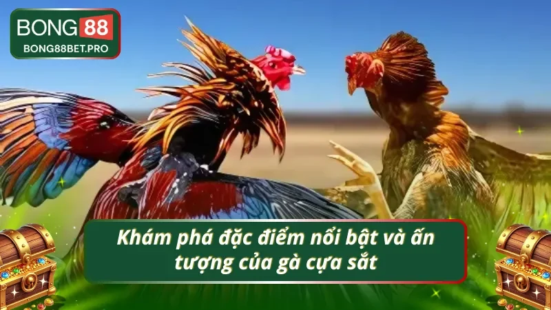 Những đặc điểm gây ấn tượng ở gà cựa sắt